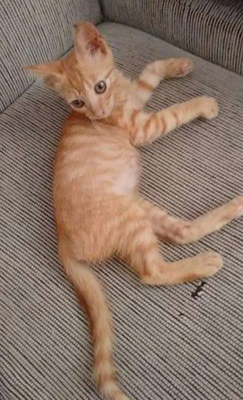 Gato raça Brasil Real idade Abaixo de 2 meses nome Alice