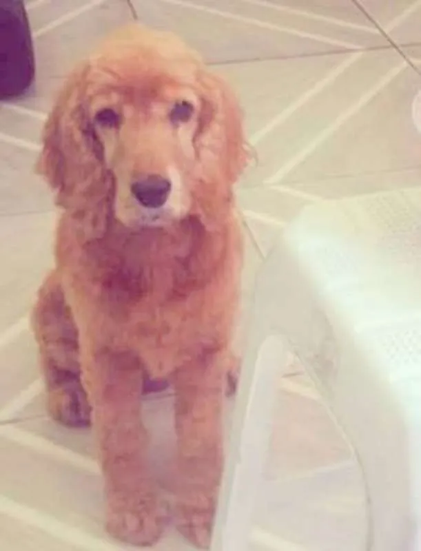 Cachorro ra a Cocker idade 6 ou mais anos nome Sem Nome