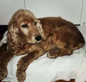 Cachorro raça Cocker idade 6 ou mais anos nome Nina