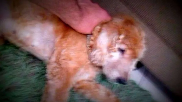 Cachorro ra a Cocker idade 6 ou mais anos nome Nina
