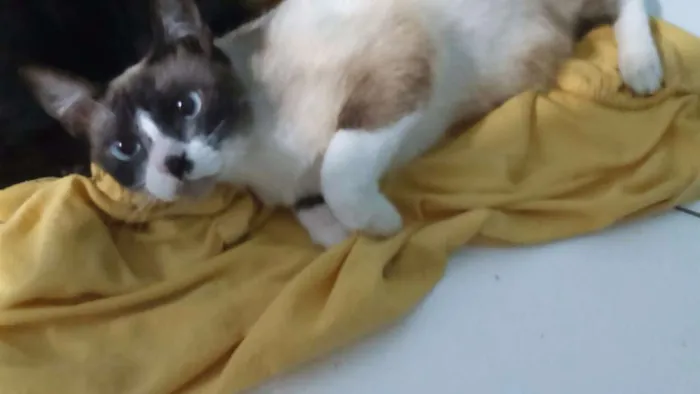 Gato ra a Mestiça siamês idade 1 ano nome Mamaduka