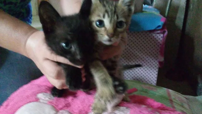 Gato ra a Srd idade Abaixo de 2 meses nome Sem nome