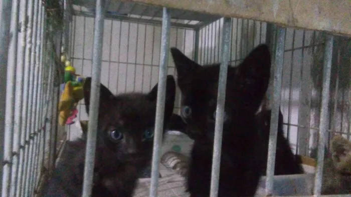Gato ra a Srd idade Abaixo de 2 meses nome Sem nome