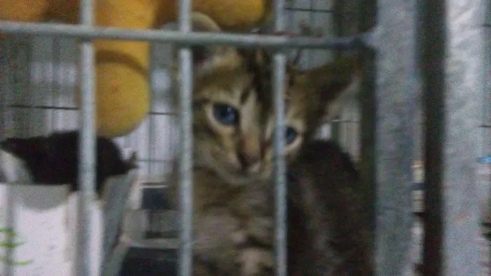 Gato ra a Srd idade Abaixo de 2 meses nome Sem nome