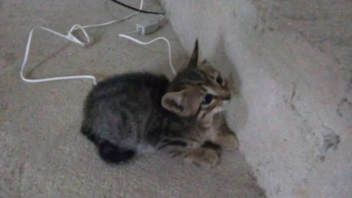Gato ra a Srd idade Abaixo de 2 meses nome Jaguar