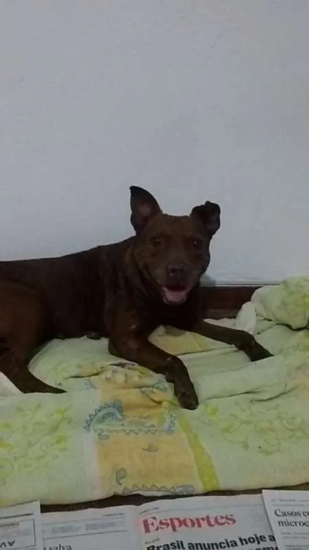 Cachorro ra a Pit-Bull idade 4 anos nome - 