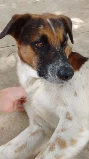 Cachorro raça Vira-lata idade 5 anos nome Floki