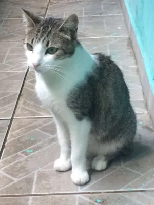 Gato raça Lindas idade 1 ano nome Aurora, Ashley