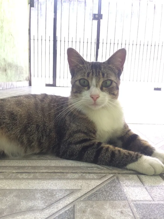 Gato ra a Lindas idade 1 ano nome Aurora, Ashley