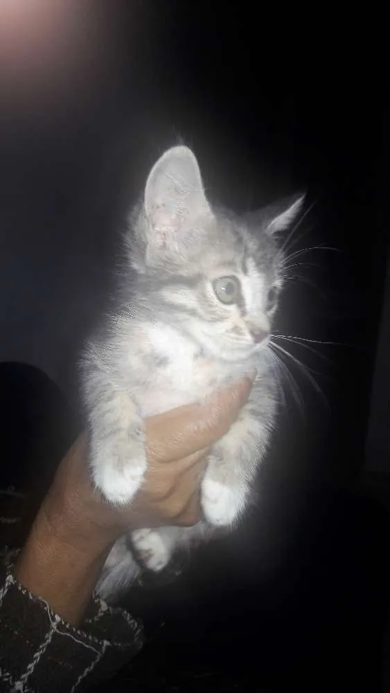 Gato ra a Desconhecida idade Abaixo de 2 meses nome Amora