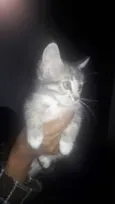 Amora