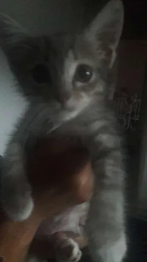 Gato raça Desconhecida idade Abaixo de 2 meses nome Amora