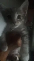 Amora