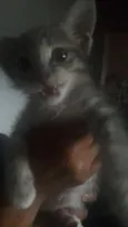 Amora