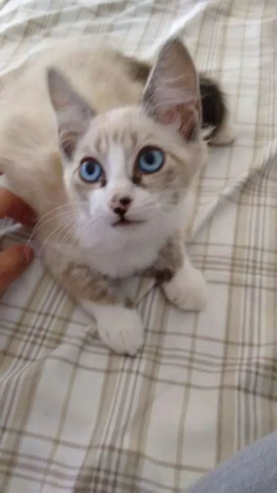 Gato ra a Indefinido idade 2 a 6 meses nome Suga