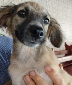 Cachorro raça srd idade 2 a 6 meses nome LILICA