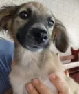 LILICA