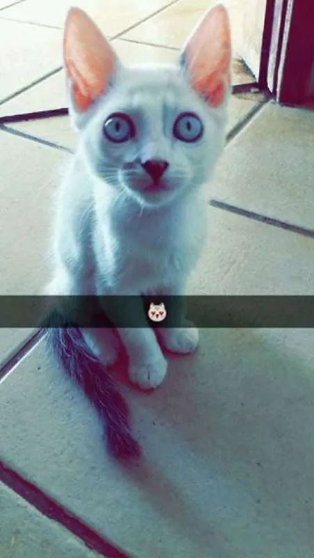 Gato raça  idade 2 a 6 meses nome Não possui