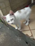 Não possui