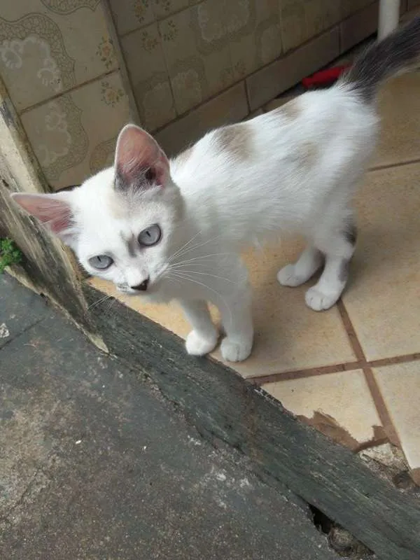 Gato raça  idade 2 a 6 meses nome Não possui
