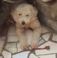 nao sei