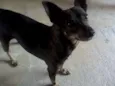 Raj