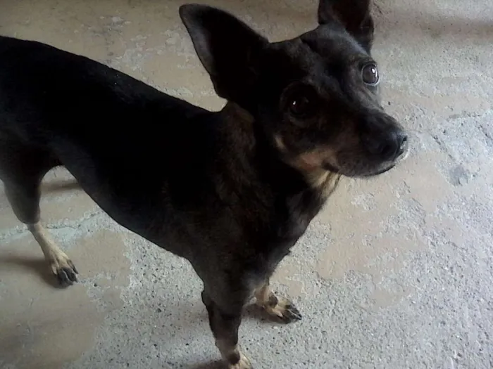 Cachorro ra a Vira Lata idade 6 ou mais anos nome Raj