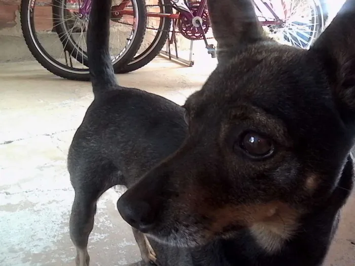 Cachorro ra a Vira Lata idade 6 ou mais anos nome Raj