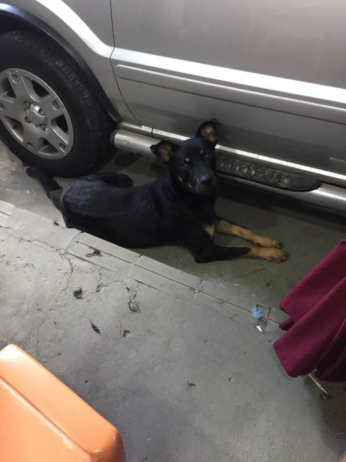 Cachorro ra a Mistura de wotivale  idade 7 a 11 meses nome Max