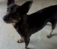 Raj