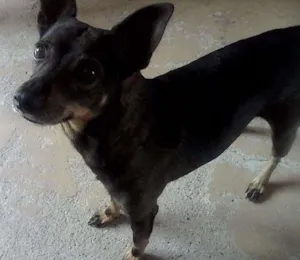 Cachorro raça Vira Lata idade 6 ou mais anos nome Raj