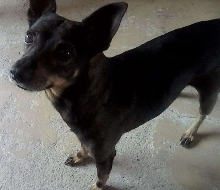 Cachorro ra a Vira Lata idade 6 ou mais anos nome Raj