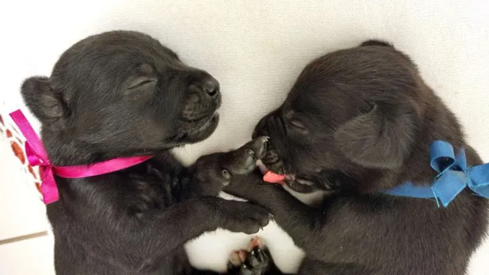 Cachorro raça SRD idade Abaixo de 2 meses nome FILHOTES