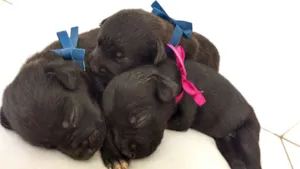 Cachorro raça SRD idade Abaixo de 2 meses nome FILHOTES