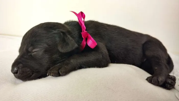 Cachorro raça SRD idade Abaixo de 2 meses nome FILHOTES