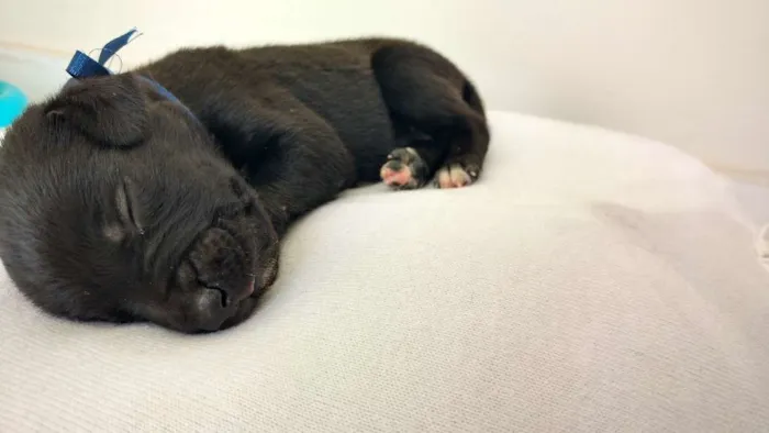 Cachorro raça SRD idade Abaixo de 2 meses nome FILHOTES