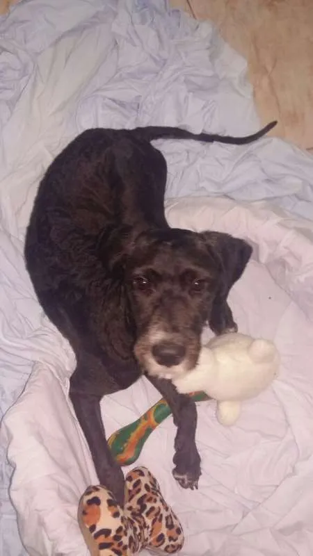 Cachorro ra a SRD idade 7 a 11 meses nome Jabuticaba