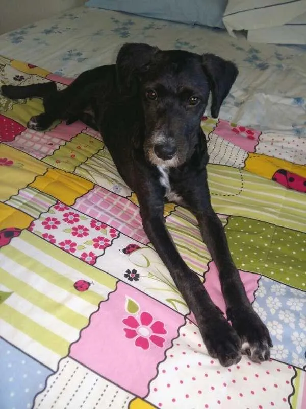 Cachorro ra a SRD idade 7 a 11 meses nome Jabuticaba