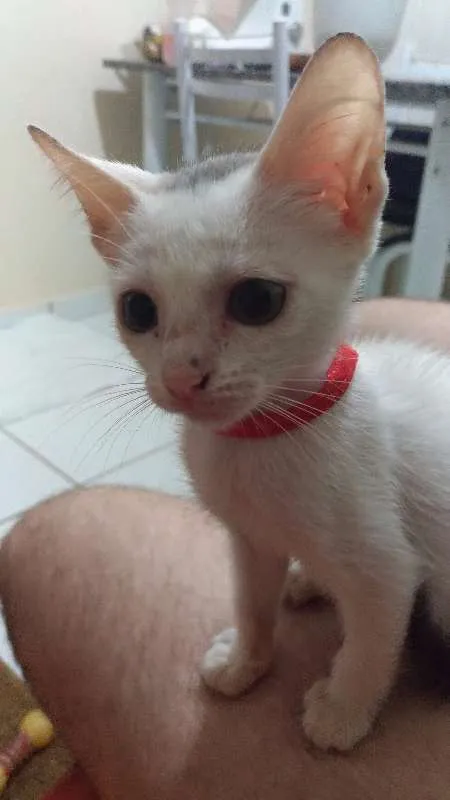 Gato ra a SRD idade 2 a 6 meses nome Gatinha Sem Nome