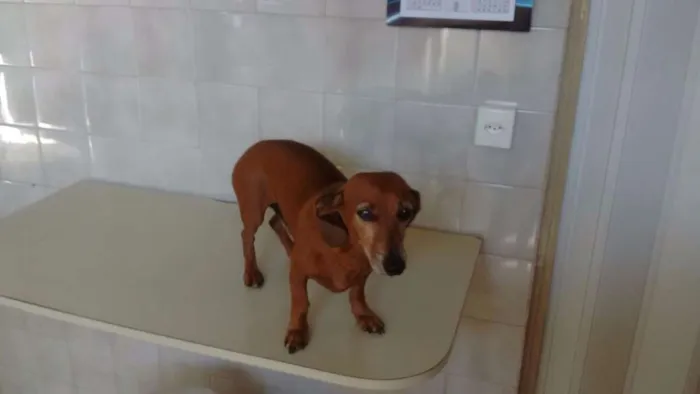 Cachorro ra a Nao sei idade 6 ou mais anos nome Nao sei