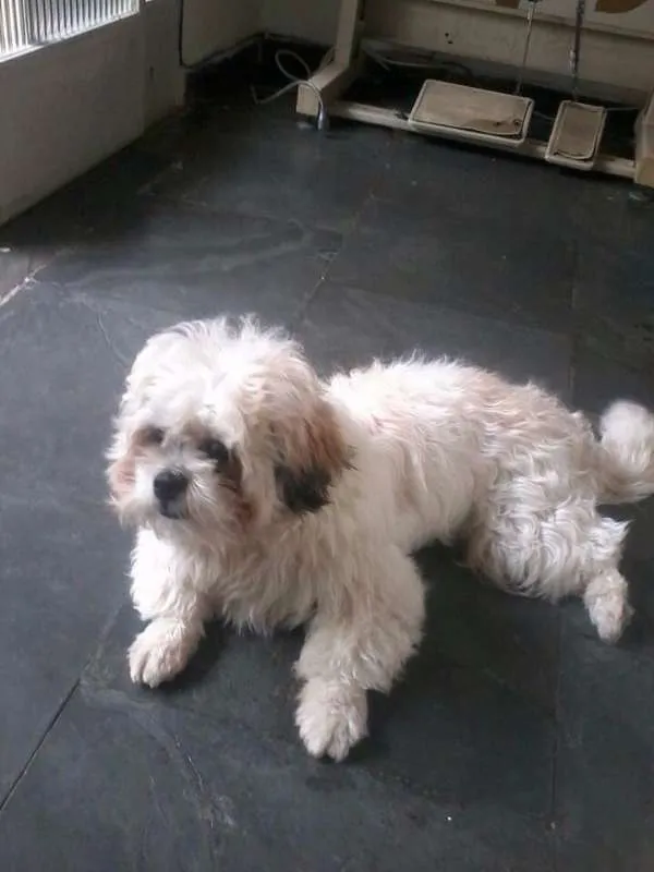 Cachorro raça Lhasa apso idade 2 anos nome Billy
