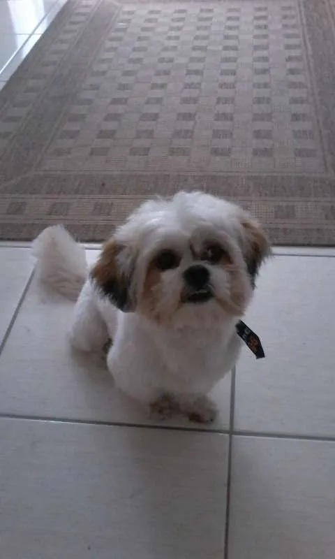Cachorro raça Lhasa apso idade 2 anos nome Billy