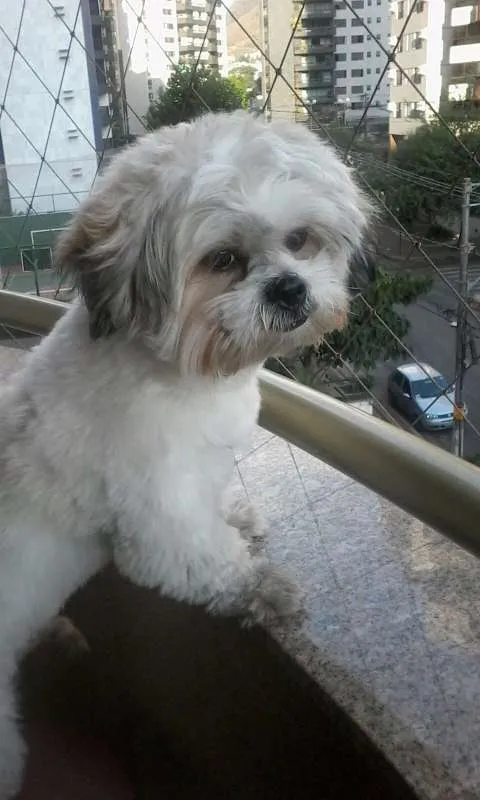 Cachorro raça Lhasa apso idade 2 anos nome Billy