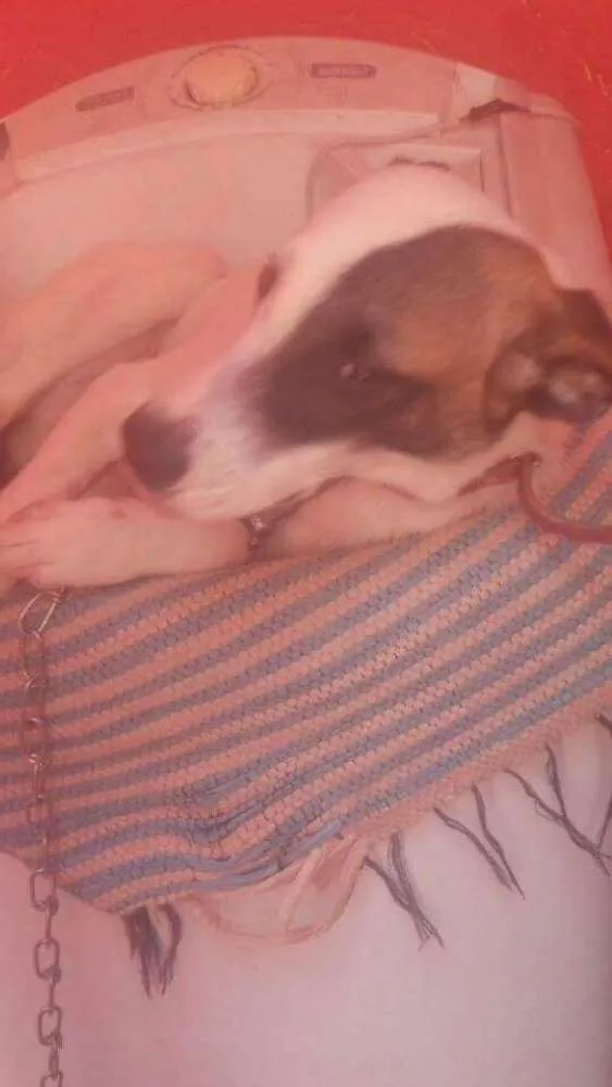 Cachorro raça Sem definição  idade 7 a 11 meses nome Marley