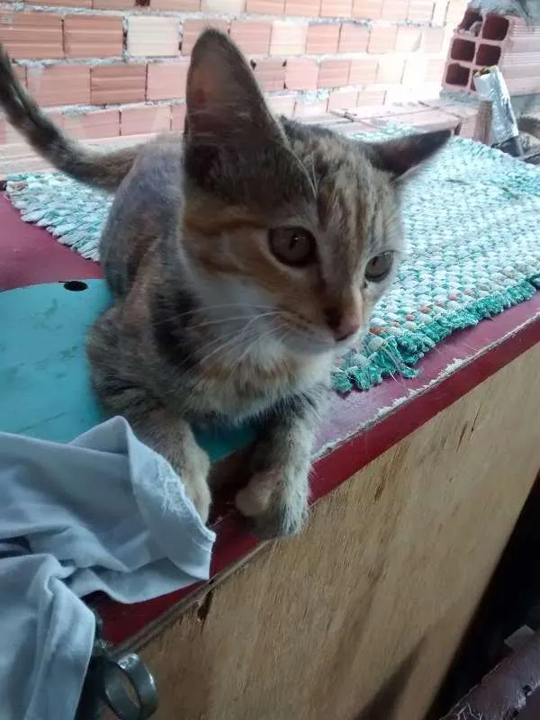 Gato ra a  idade 2 a 6 meses nome Sem nome
