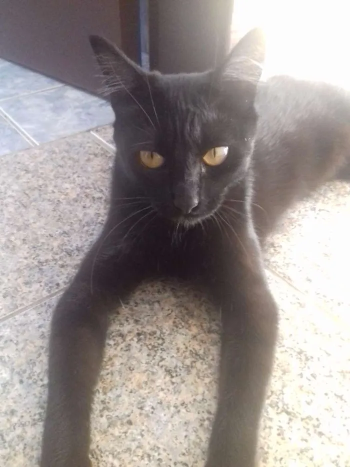 Gato ra a Srd idade 7 a 11 meses nome Damy e Maia
