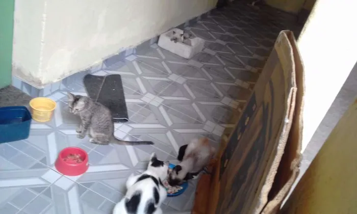 Gato raça Não sei  idade 7 a 11 meses nome Não tem nome.na