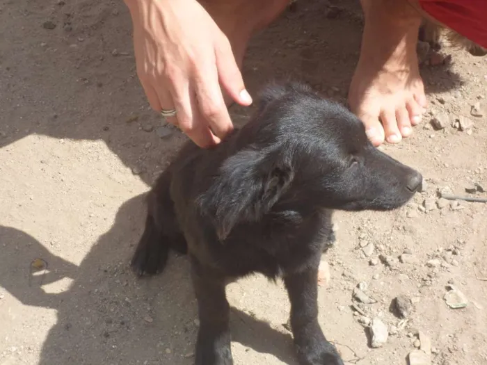 Cachorro ra a SRD idade 2 a 6 meses nome Flika