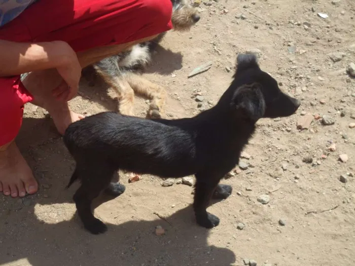 Cachorro ra a SRD idade 2 a 6 meses nome Flika