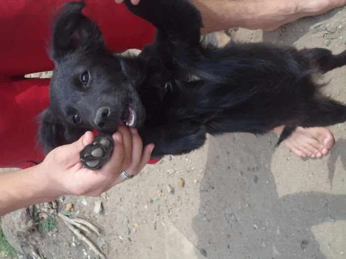 Cachorro ra a SRD idade 2 a 6 meses nome Flika